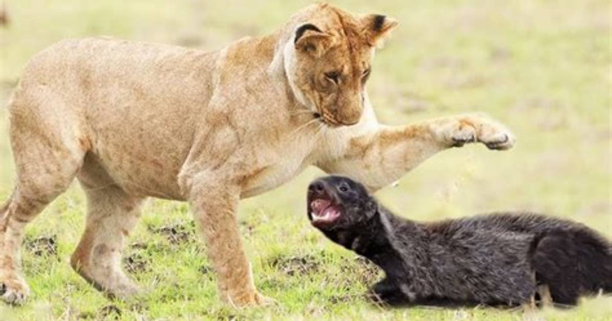 Can a Badger Kill a Lion?