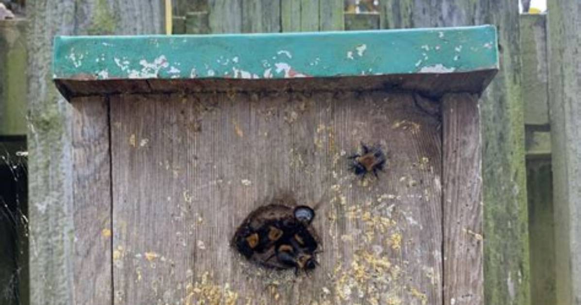 Can a Bee Pee on You?