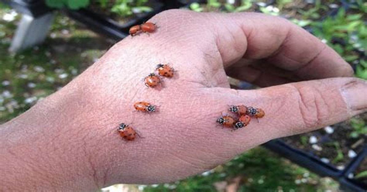 Can a Beetle Bite Kill You