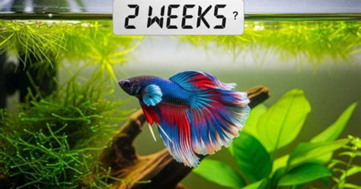 Can a Betta Fish Go a Weekend Without Food