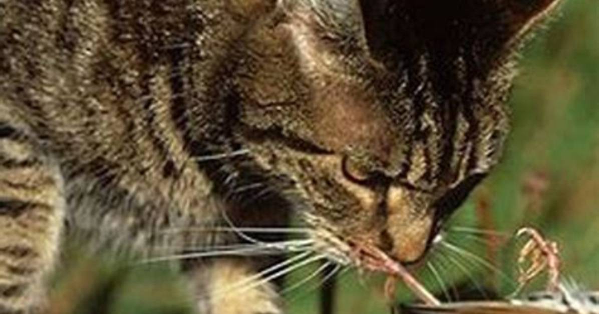 Can a Bird Kill a Cat