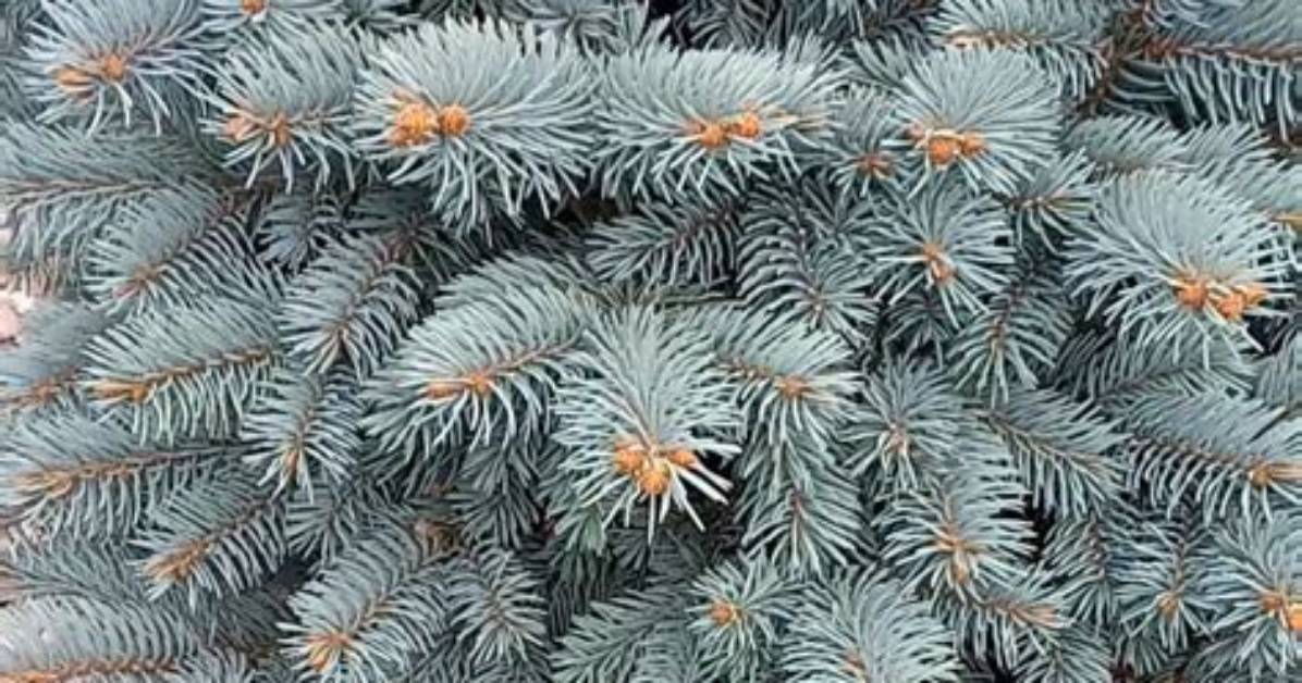 Can a Blue Spruce Be Trimmed?