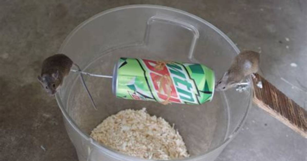 Can a Bucket Trap a Mouse