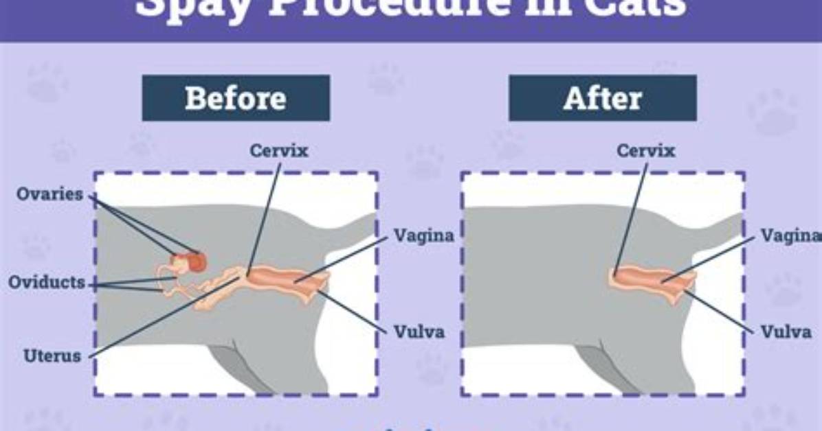 Can a Cat Spay Fail?