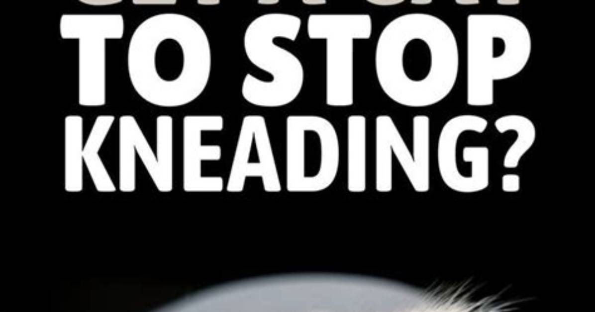 Can a Cat Stop Kneading?