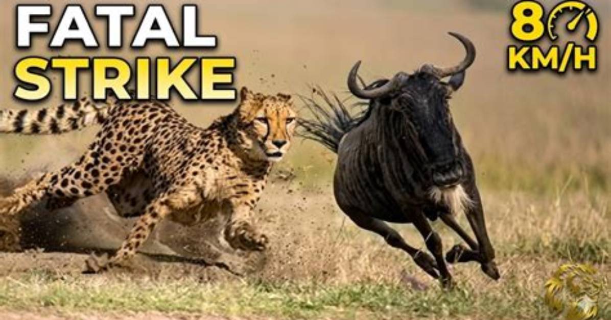 Can a Cheetah Kill a Wildebeest?