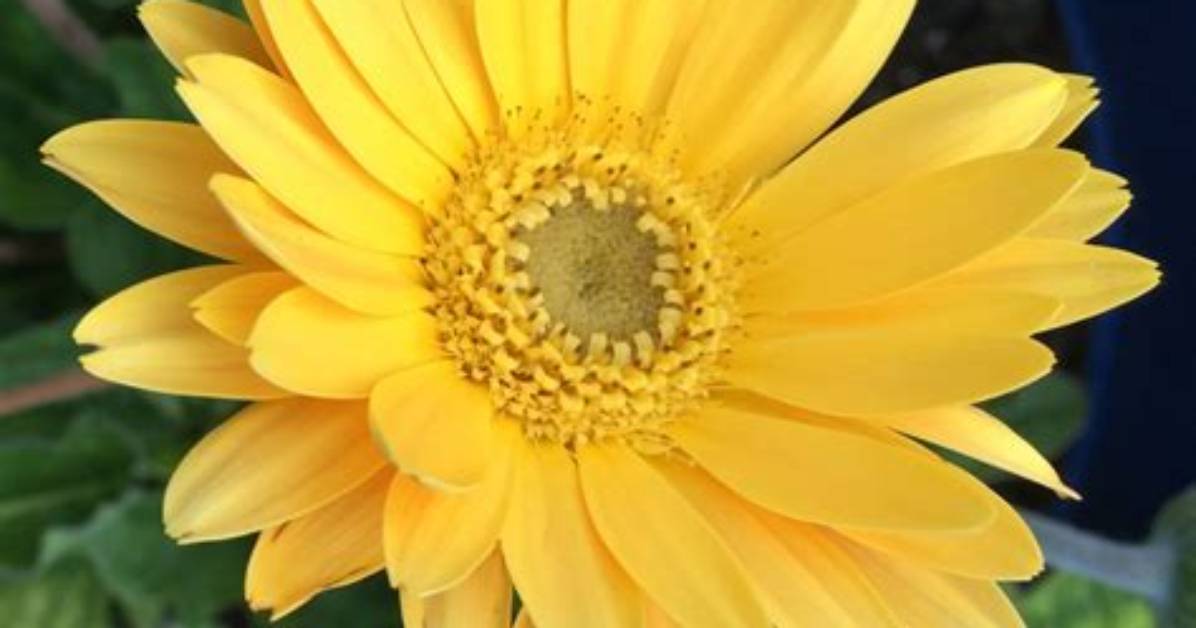 Can a Daisy Be Yellow?