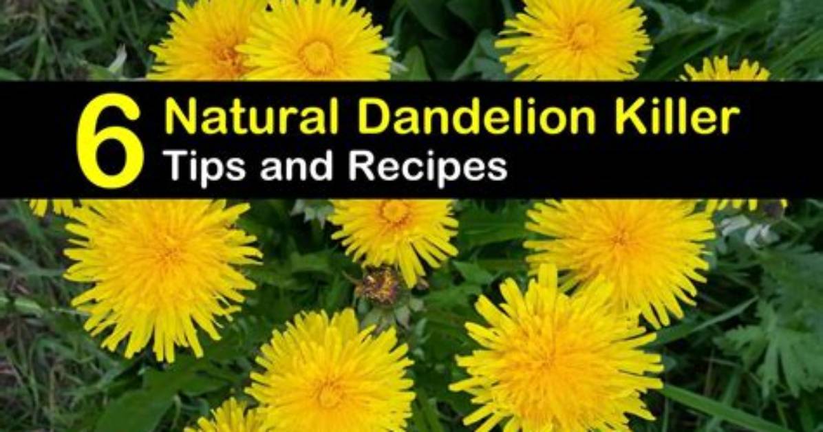 Can a Dandelion Kill You