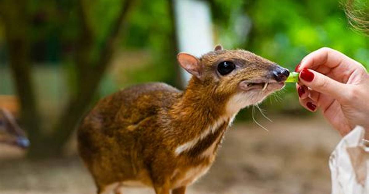 Can a Deer Mouse Be a Pet?