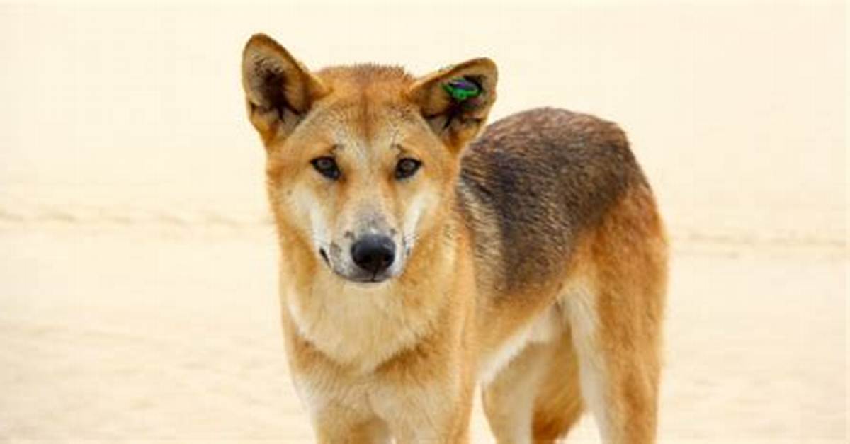 Can a Dingo Bark