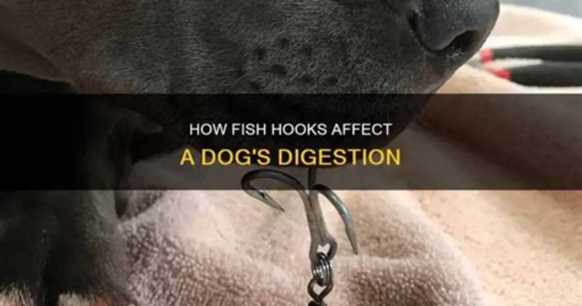 Can a Dog Digest a Fish Hook?