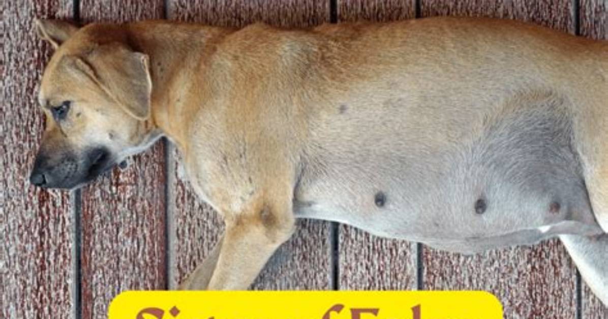 Can a Dog Get Pregnant While She's Bleeding?