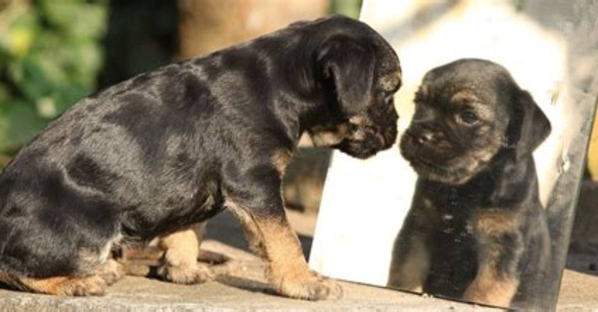 Can a Dog Recognize Itself in a Mirror?