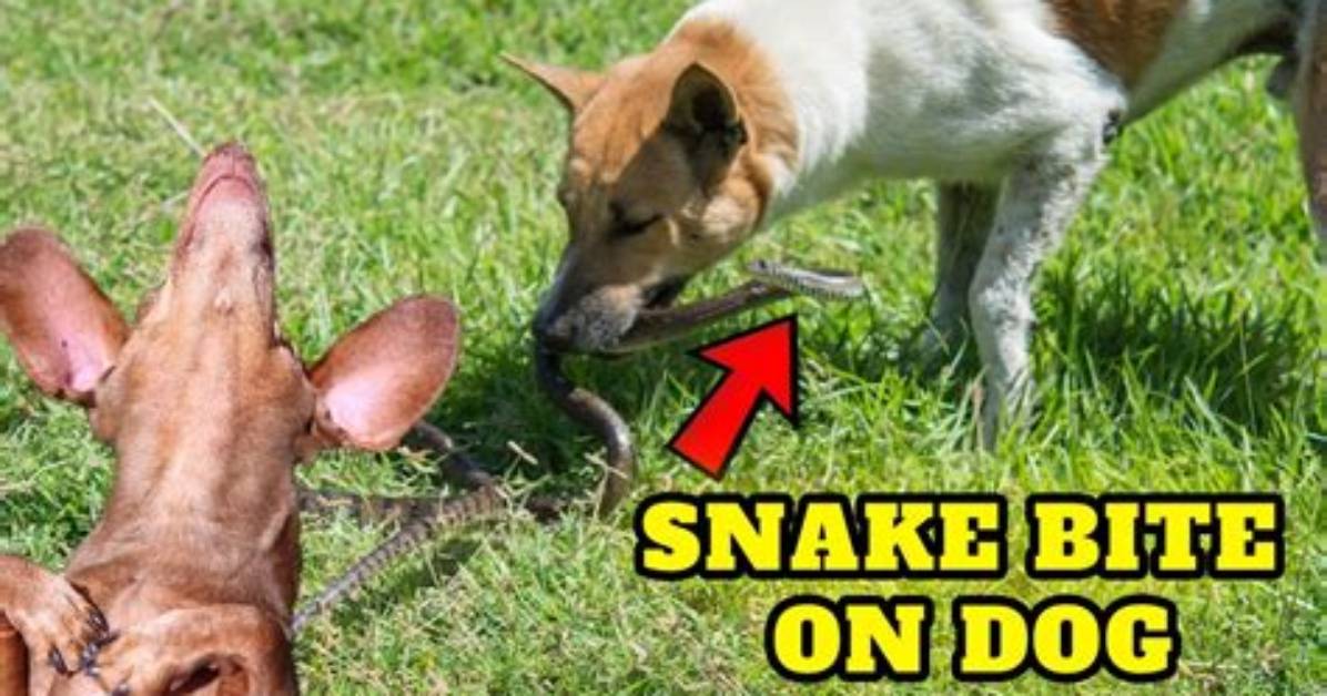 Can a Dog Survive a Snake Bite?