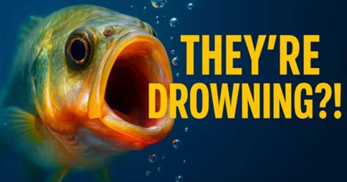 Can a Fish Drown Itself?