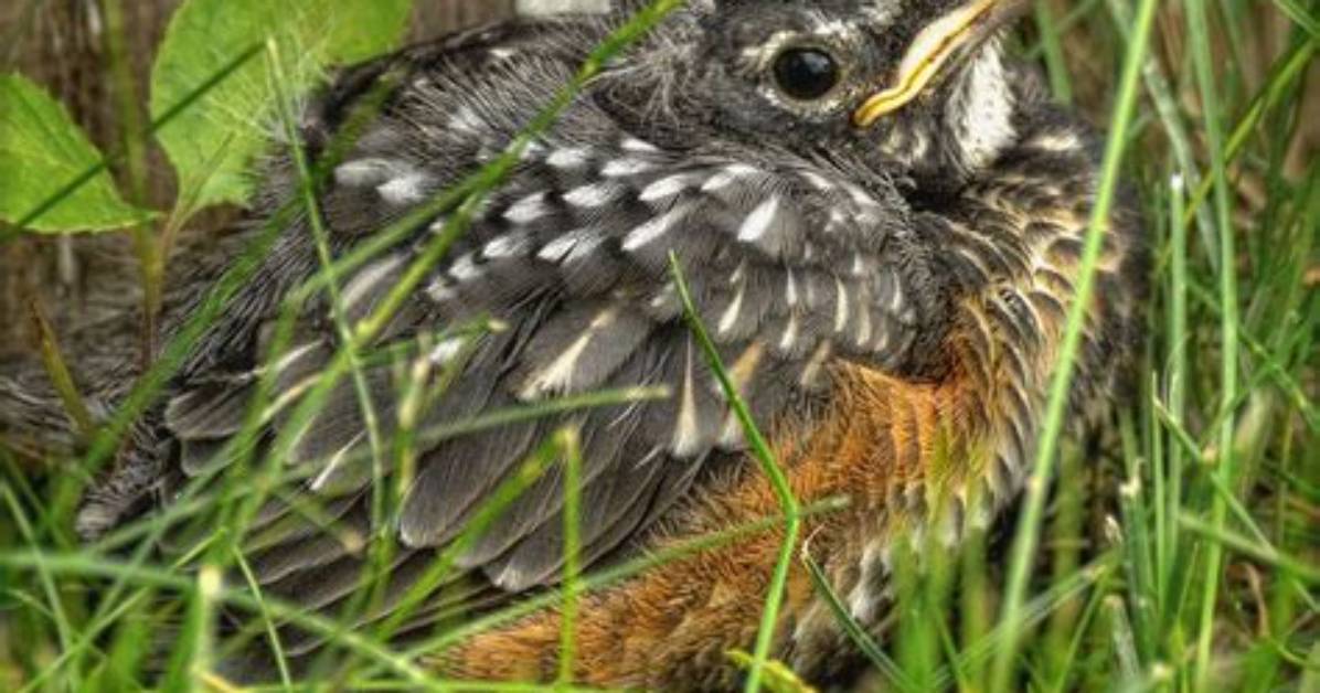 Can a Fledgling Fly