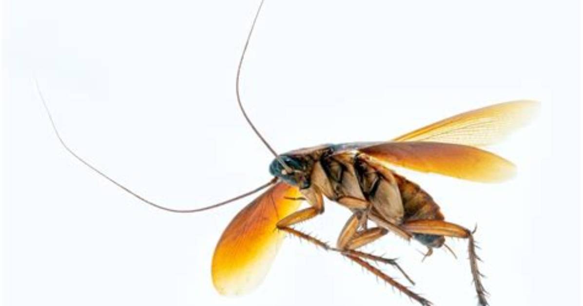 Can a German Cockroach Fly