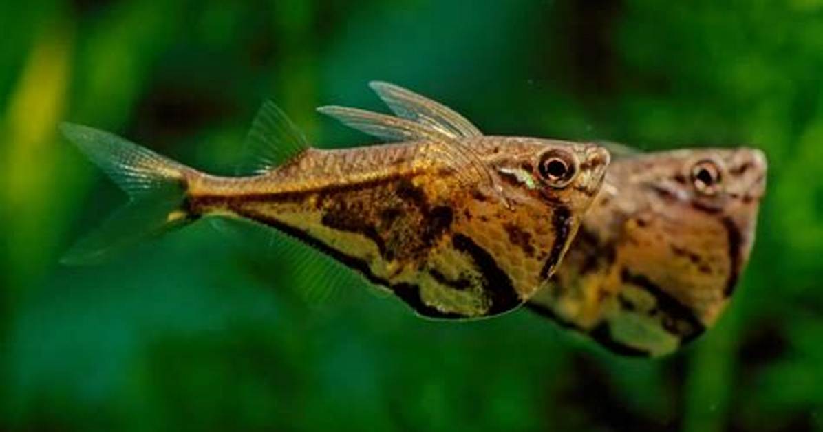 Can a Hatchetfish Jump