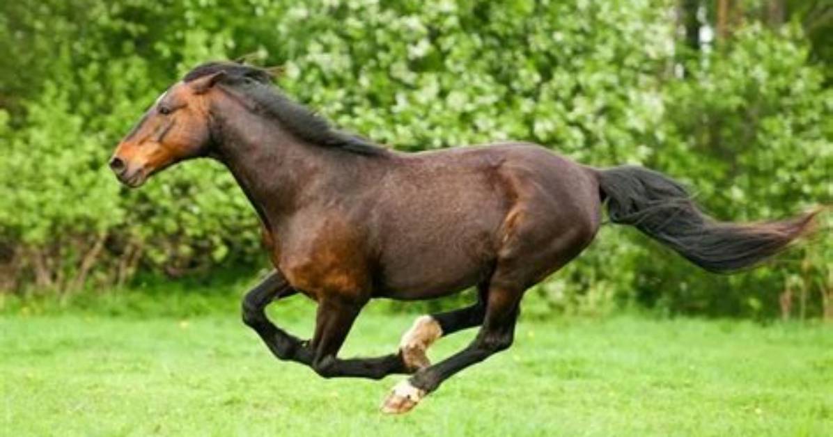 Can a Horse Buck While Galloping?
