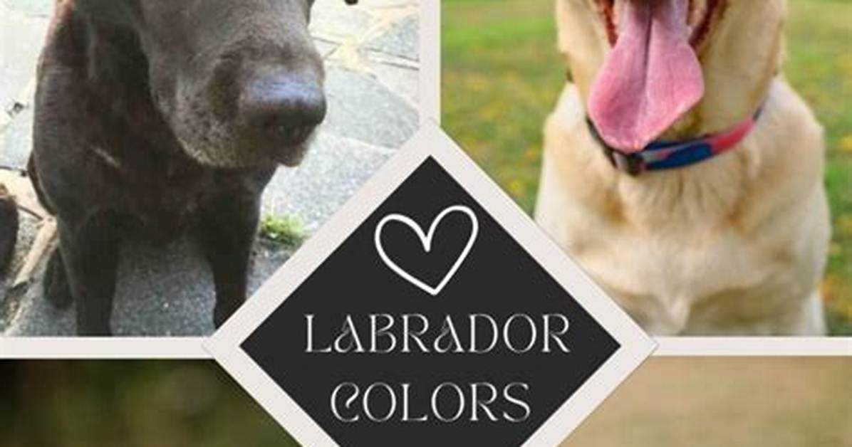 Can a Labrador Be Two Colors?