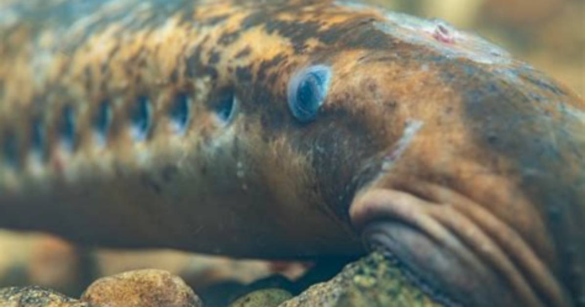 Can a Lamprey Kill a Human