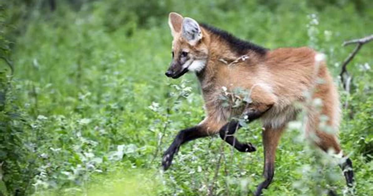 Can a Maned Wolf Run?