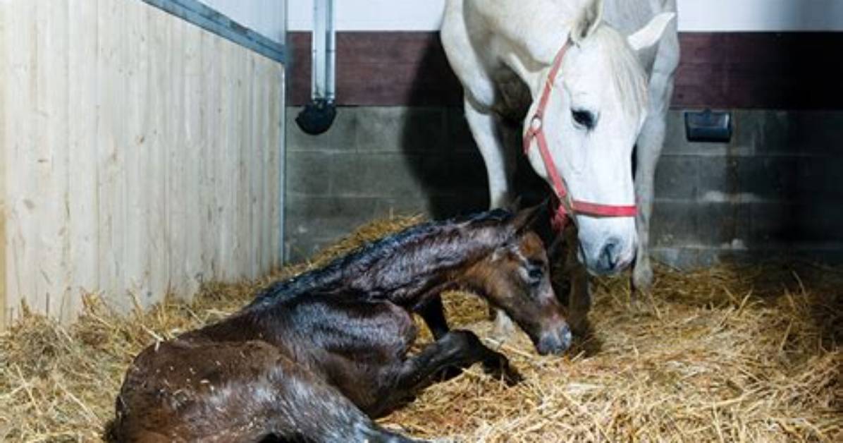 Can a Mare Get Mastitis Before Foaling?
