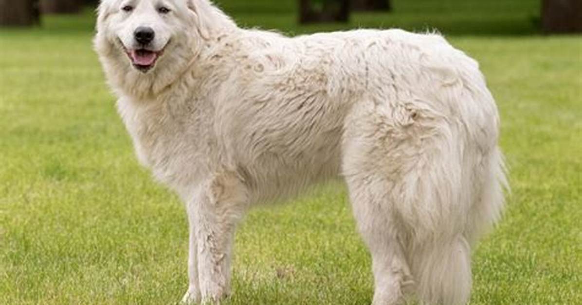 Can a Maremma Kill a Wolf?