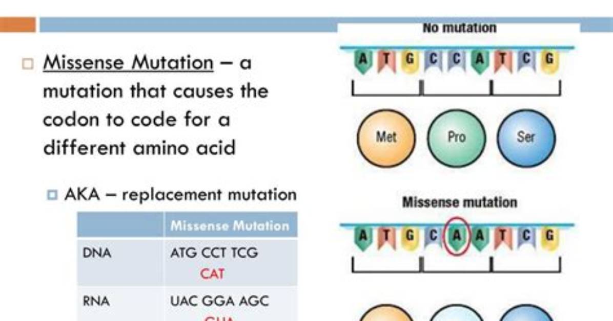 Can a Missense Mutation Be Silent?