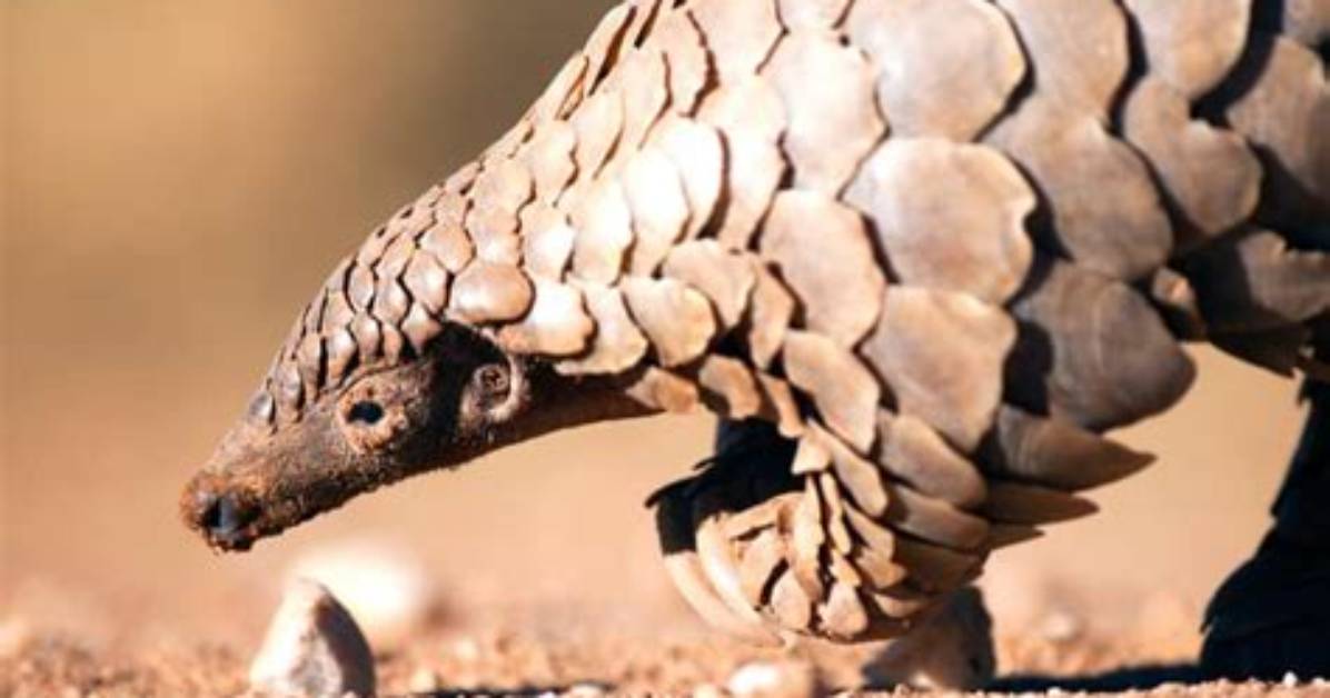 Can a Pangolin Lay Eggs?