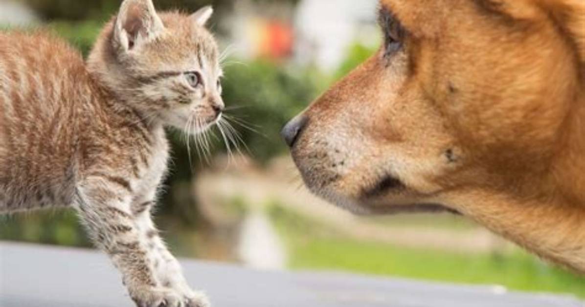 Can a Prey Driven Dog Live with a Cat?