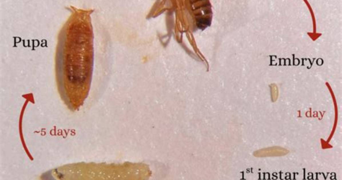 Can a Pupa Move