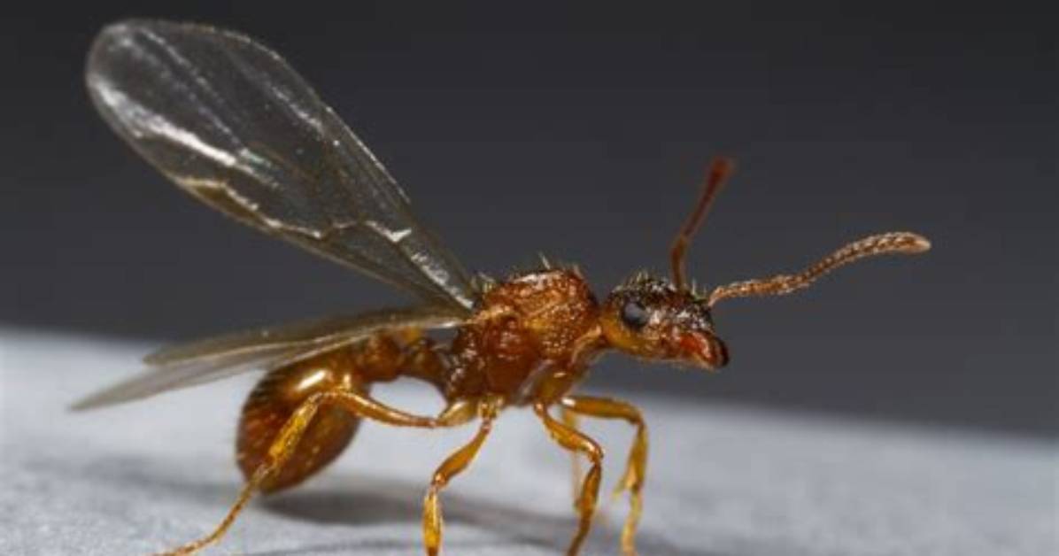 Can a Queen Ant Fly?