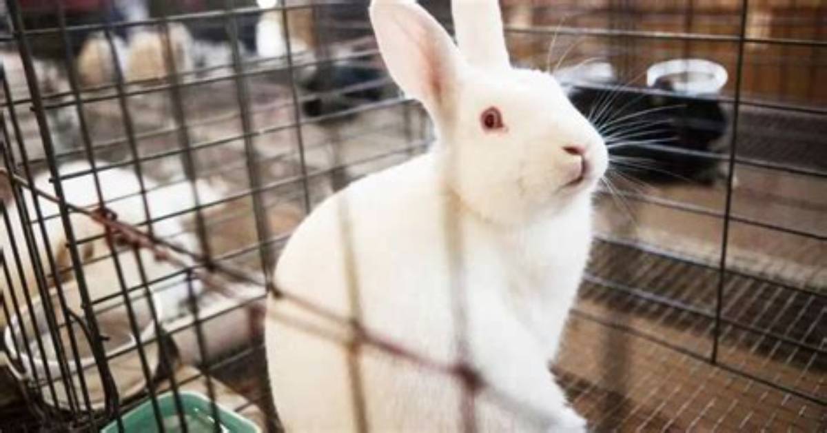Can a Rabbit Be Kept Alone?