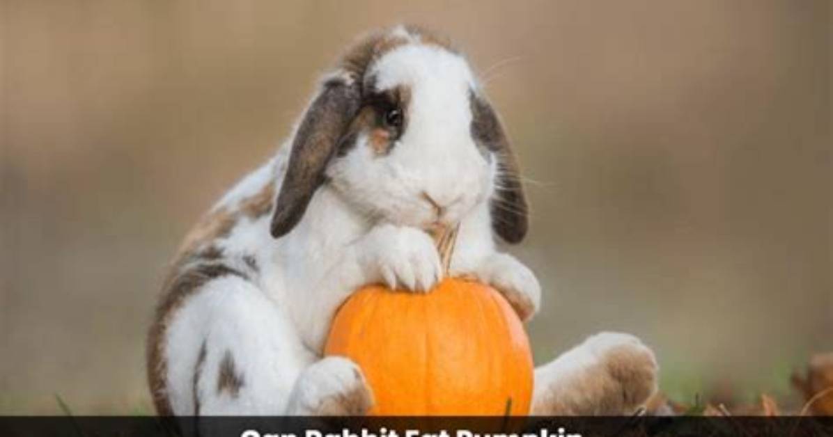 Can a Rabbit Eat Pumpkin