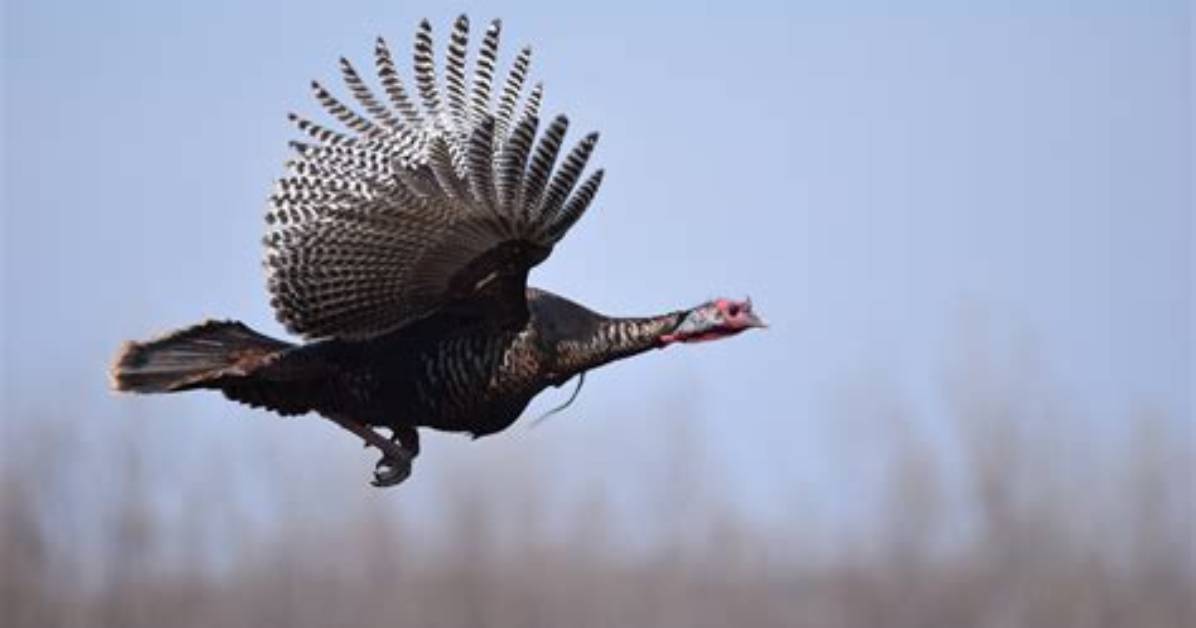 Can a Regular Turkey Fly