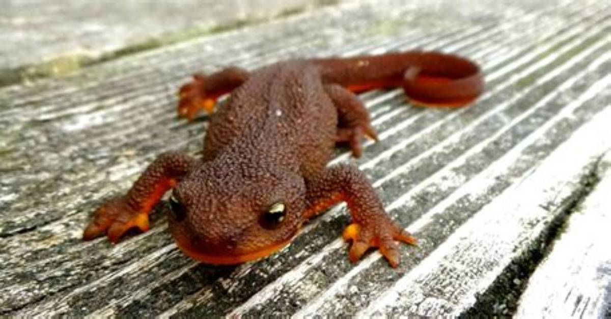 Can a Rough Skinned Newt Kill You?