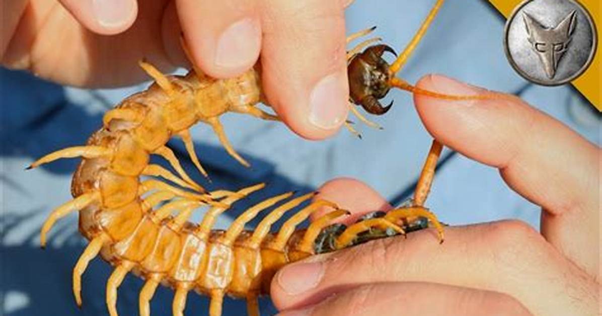 Can a Scolopendra Kill a Human?