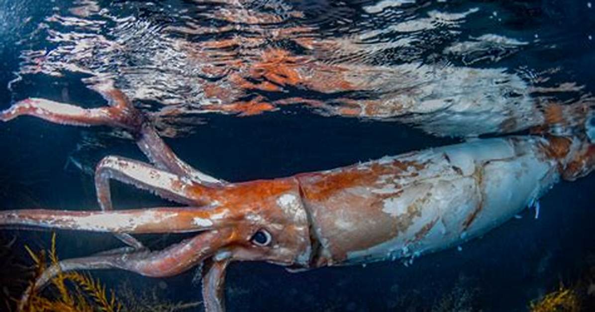 Can a Squid Impregnate You