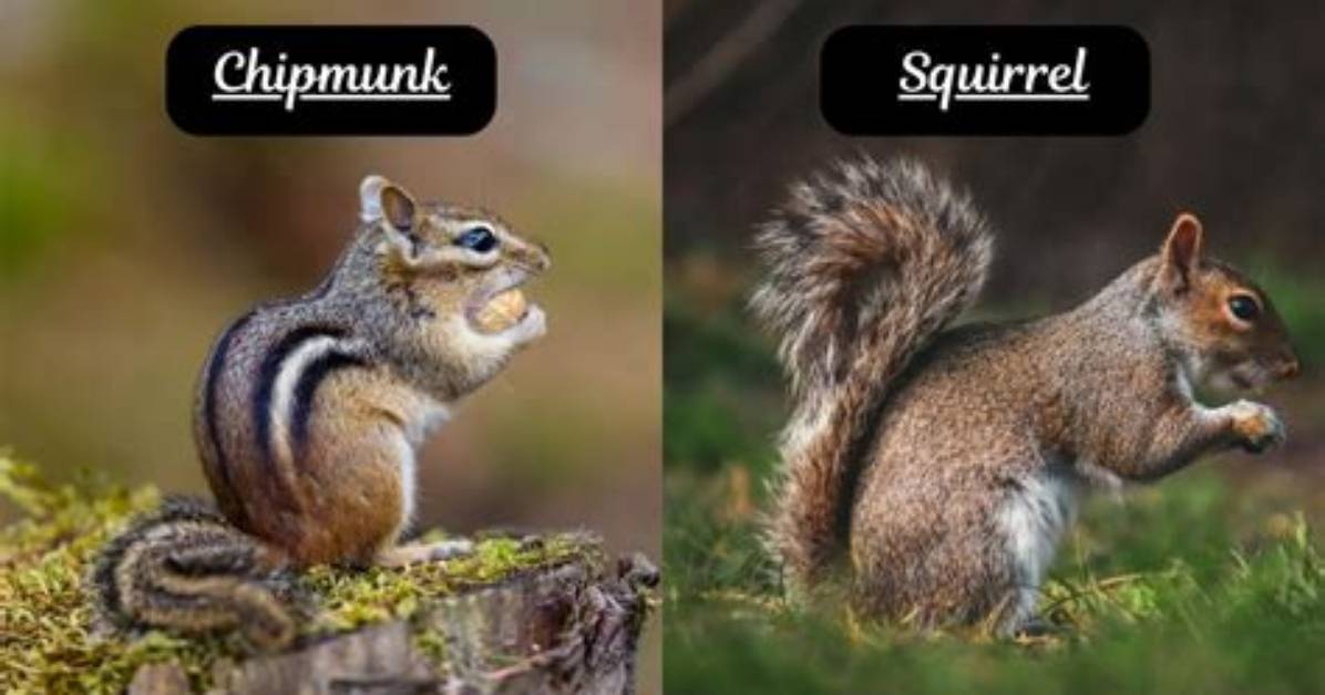 Can a Squirrel and a Chipmunk Mate?
