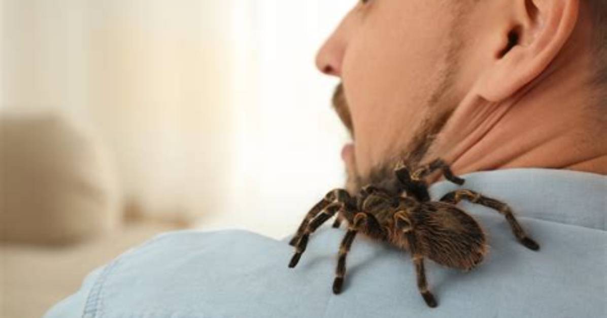 Can a Tarantula Blind You?