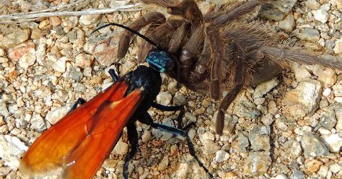 Can a Tarantula Hawk Wasp Kill a Human?