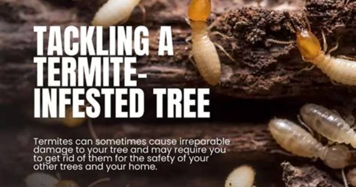 Can a Termite Infested Tree Be Saved