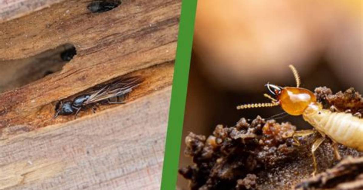 Can a Termite Kill a Ant