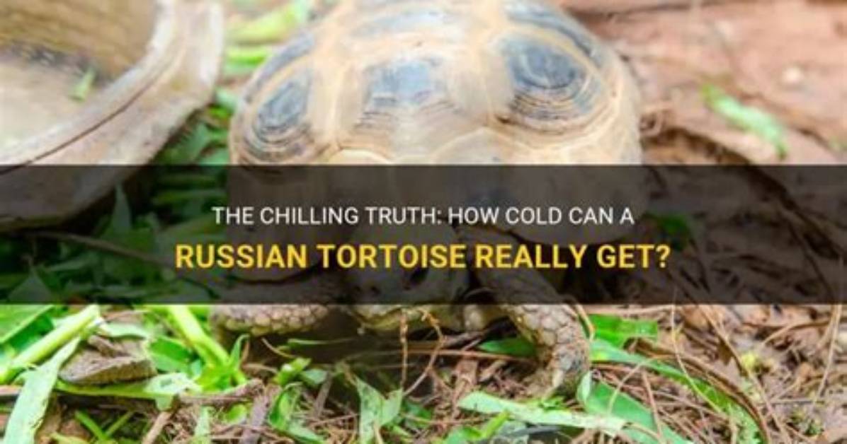 Can a Tortoise Get a Cold