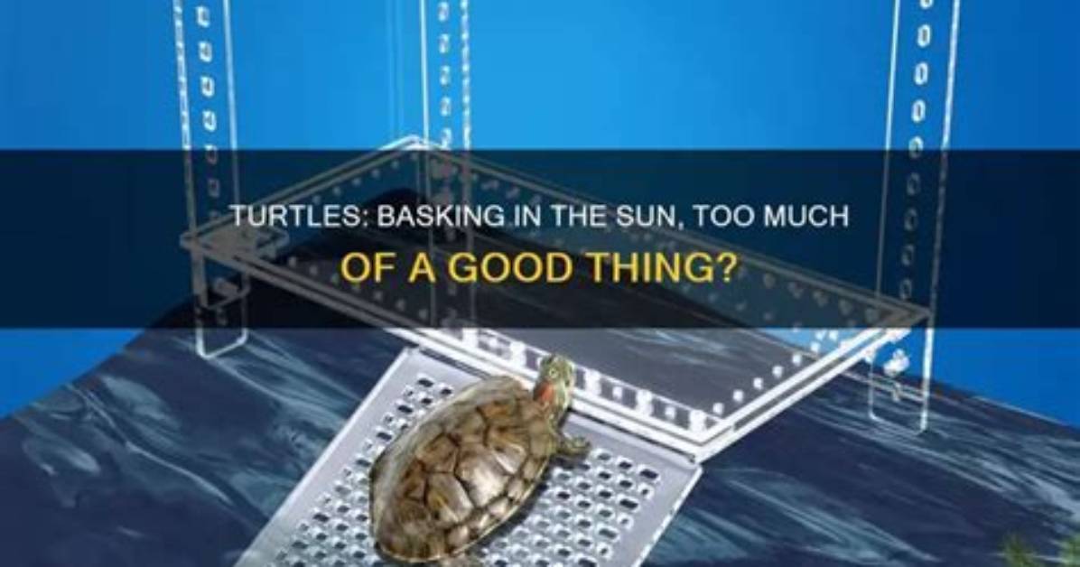 Can a Turtle Bask Too Much?