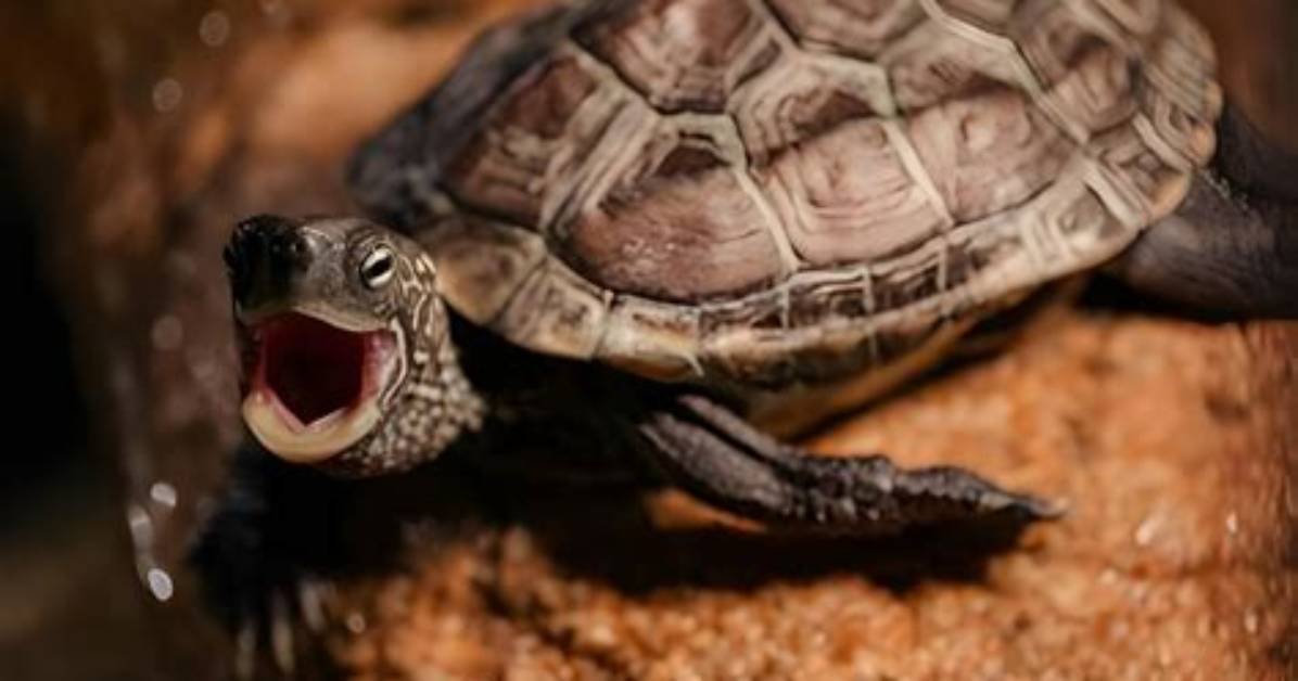 Can a Turtle Sneeze?