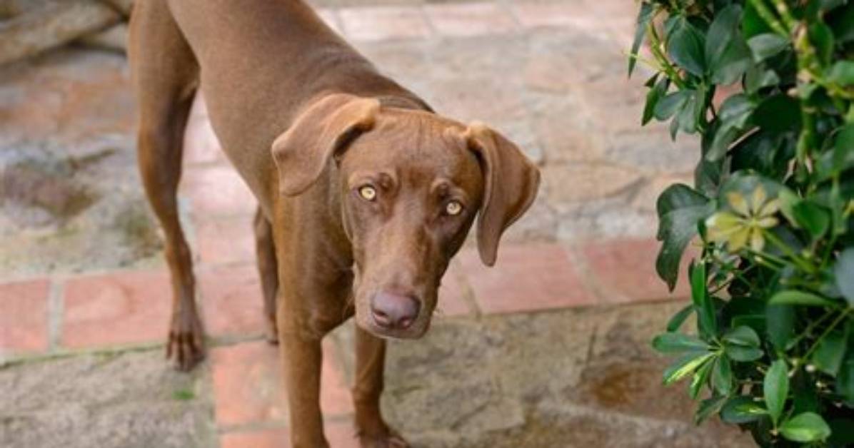 Can a Weimaraner Be Brown