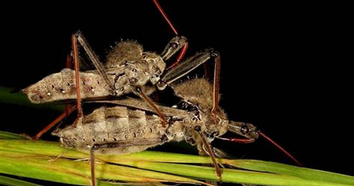 Can a Wheel Bug Kill You