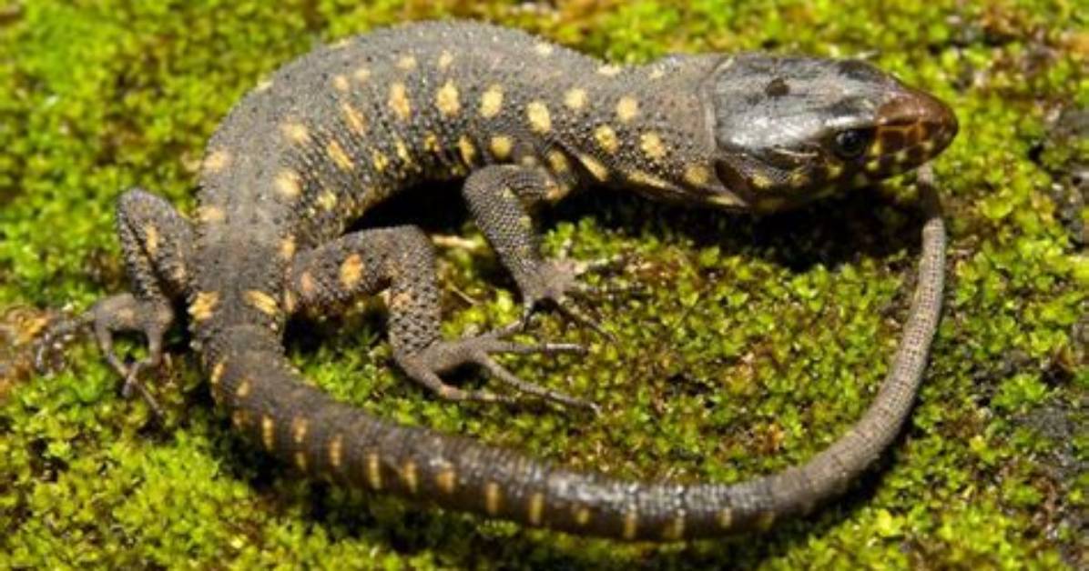 Can a Yellow Spotted Lizard Kill You?